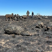 SPCA euthanises more than 180 animals after devastating fires rip through parts of the Free State