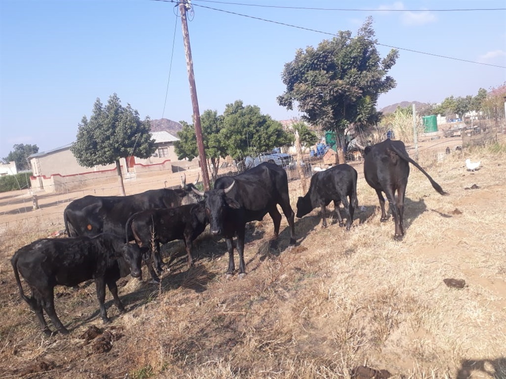 Some of the cattle found in Dithabaneng Village.