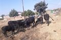 5 BUST FOR KILLING STOCK THEFT SUSPECTS! 