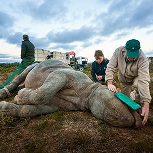 Getting ready to wake the 200th rhino at the new site. 