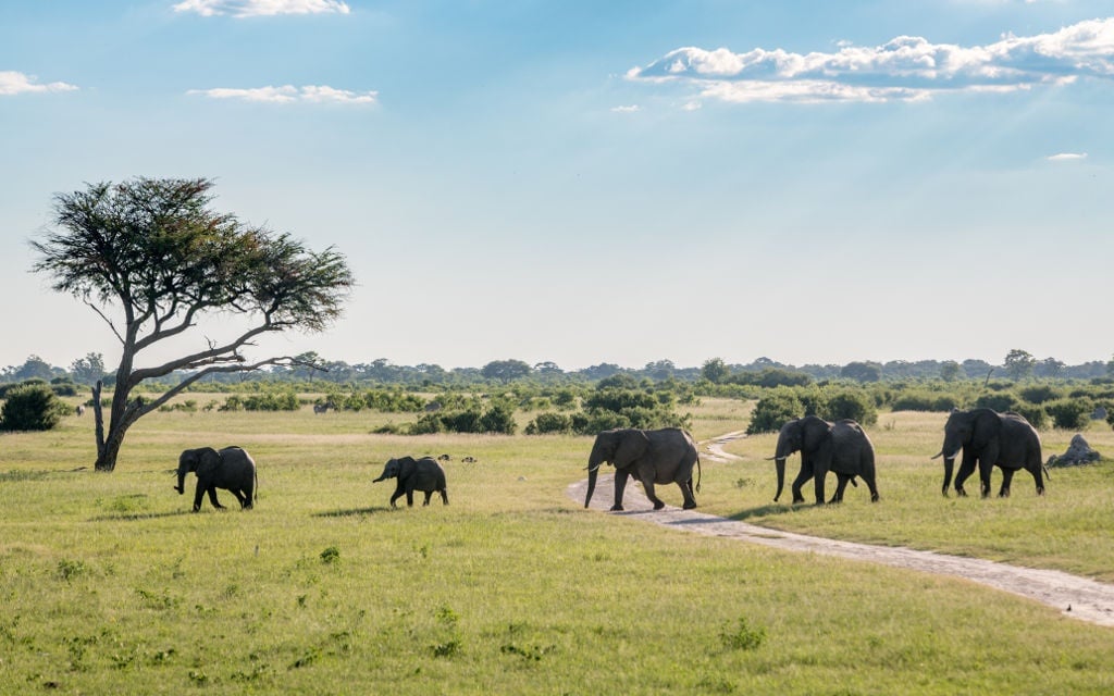 A family of elephants march in a straight line across the landscape of Hwange National Park in Zimbabwe.