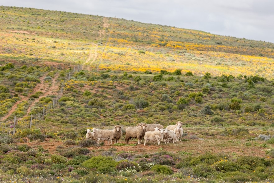 Sheep and flowers are plentiful in Namaqualand.