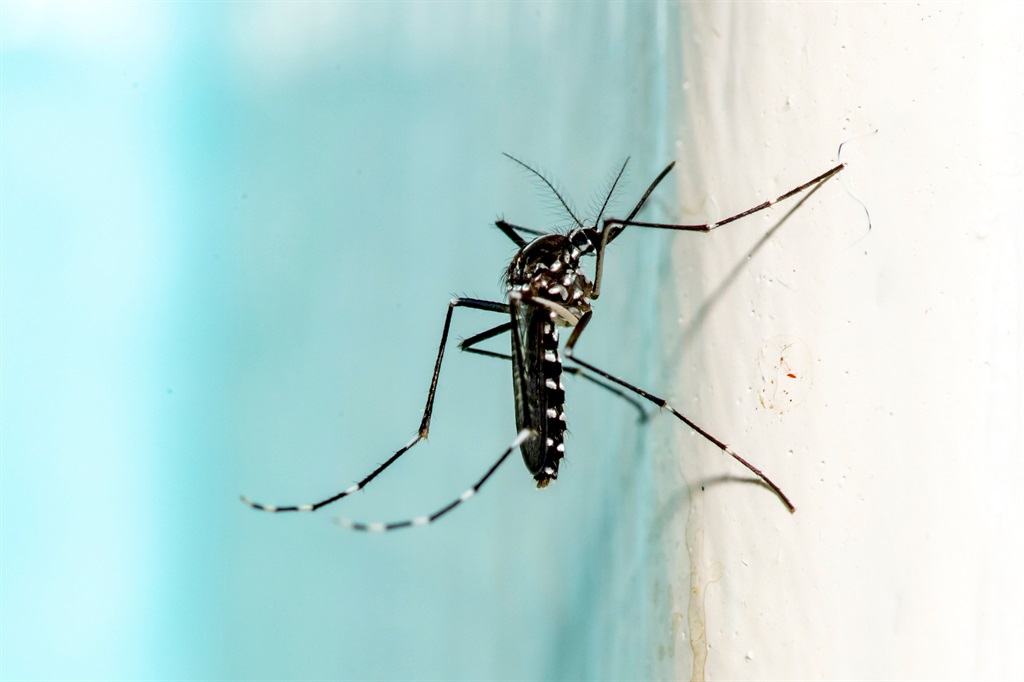 An Asian tiger mosquito. (Getty)