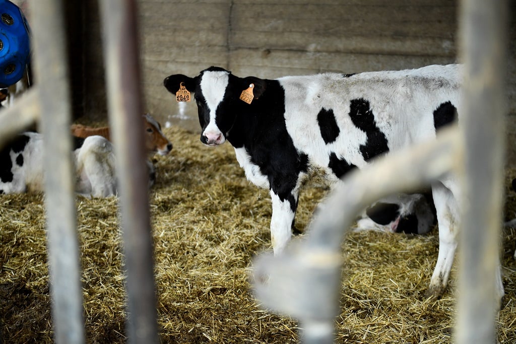 Farmers are owed millions by a milk transportation company that missed payments earlier this year. (Stefano Guidi/Getty Images)