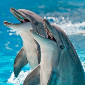 Dolphins are now being affected by resistant 'bugs'.  
