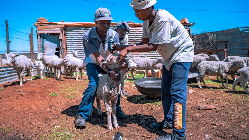 Matatiele herders immunizing their sheep courtesy of the WWF Green Trust.