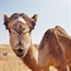 Camel milk is the new milk craze in South Africa - should you try it?