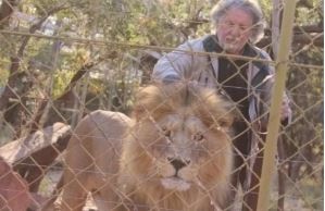Leon van Biljon (70) with one of his lions in earlier times. (Netwerk24, Facebook/Mahala View Lodge)