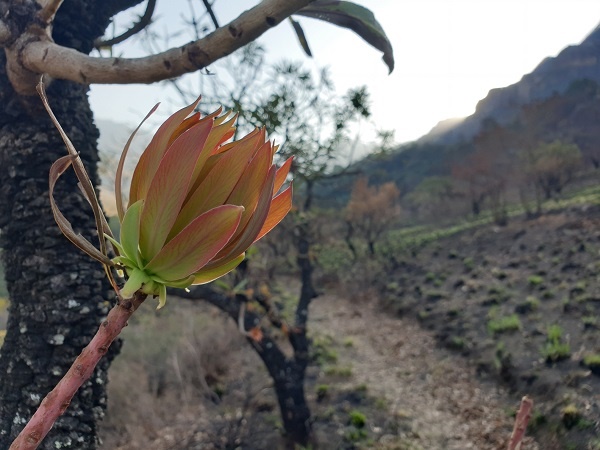 'n Protea begin tekens van die lente wys in KwaZulu-Natal. Foto: Alani Janeke