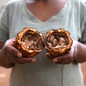 Cameroon hikes cocoa prices 25% as a shortage of chocolate's key ingredient looms again