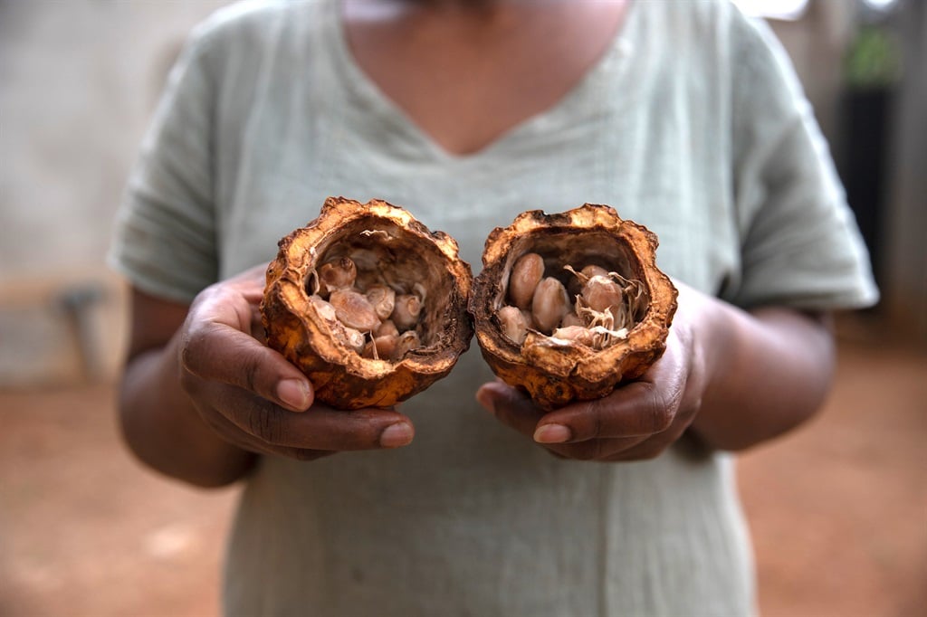 A cacao pod with cocoa beans inside. (Getty)
