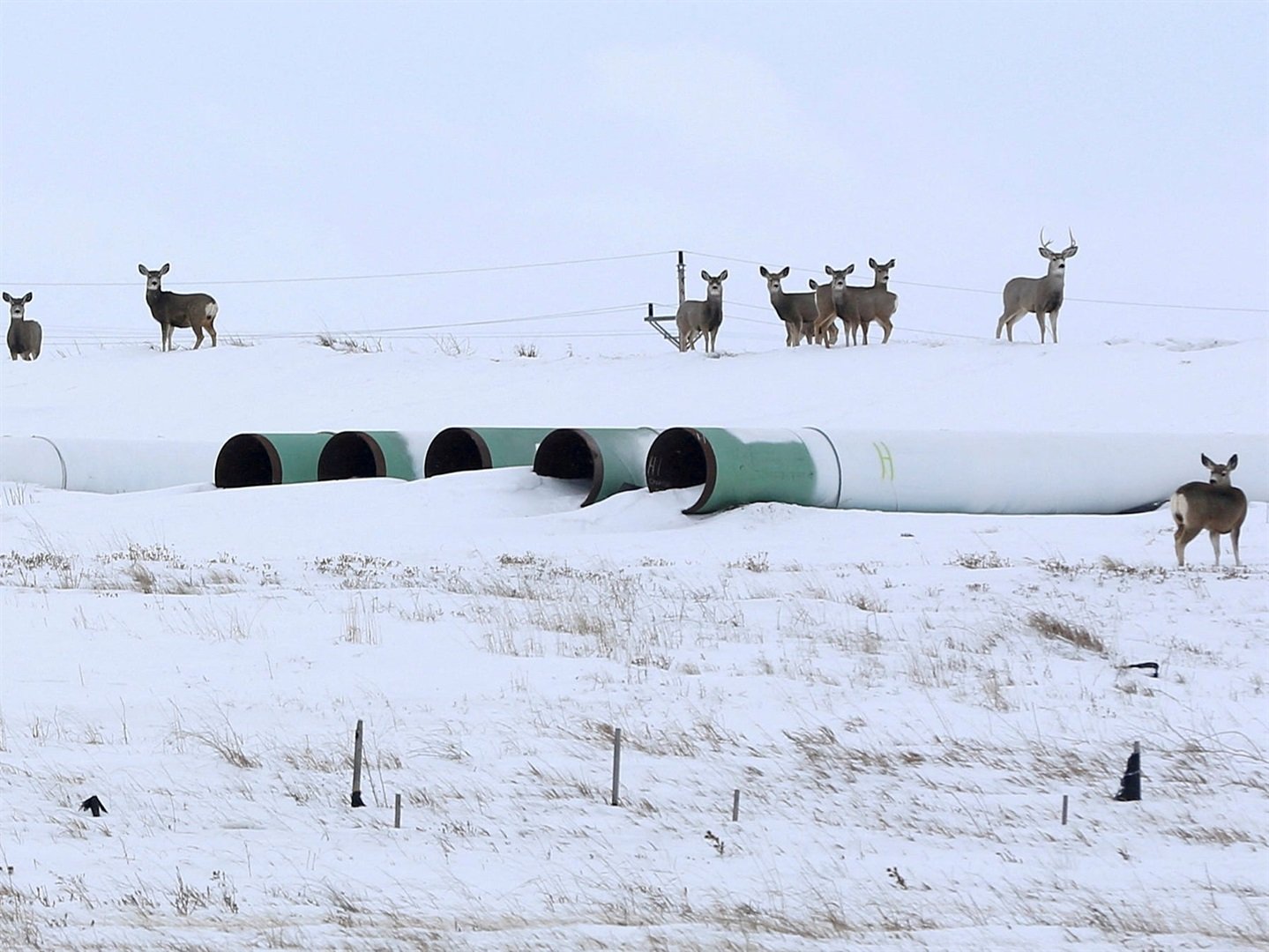 These pipes were to be used at the Keystone XL project that was officially terminated in June 2021. Terray Sylvester/Reuters