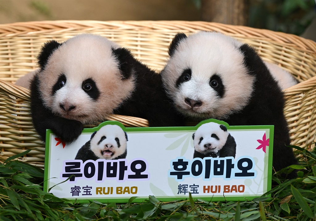 Panda cubs Rui Bao (L) and Hui Bao (R), who were born 97 days ago in South Korea, are seen during a ceremony to reveal their names at Everland Amusement and Animal Park in Yongin on October 12, 2023. 