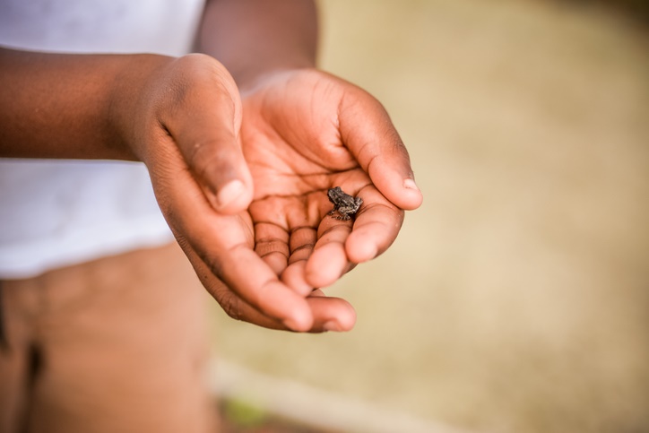 The world’s smallest frog can fit on a dime