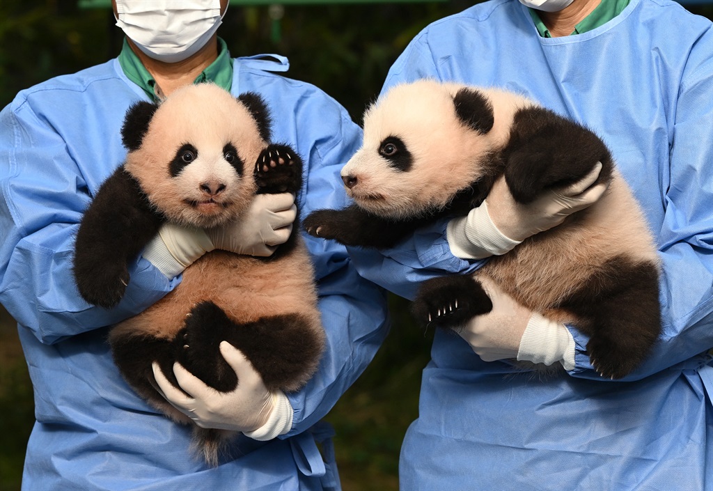 Caretakers show panda cubs Rui Bao (L) and Hui Bao