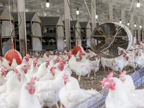 RCL's chicken business has been a source of contention for shareholders.