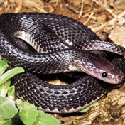 File snakes: Harmless to humans, deadly to other snakes