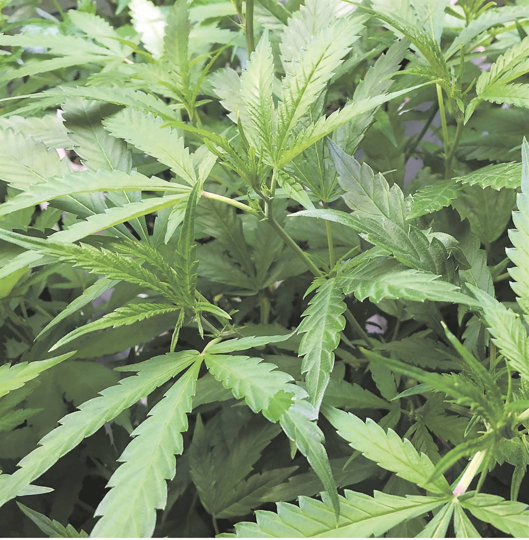 Everyone who has been convicted for the possession of dagga but is not serving a prison sentence could apply to the department of justice to have their criminal records expunged. Picture: File