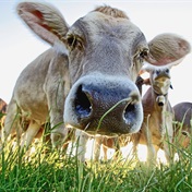 Meat, milk alternatives could slash food system emissions a third - study