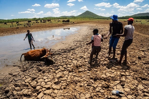 Herd boys pull out an ox stuck in muddy waters in the drying Mabwematema dam in Zimbabwe. 