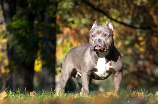 American XL Bully to be banned in UK by end of 2023 after man dies  following dog attack, Rishi Sunak says - Chronicle Live