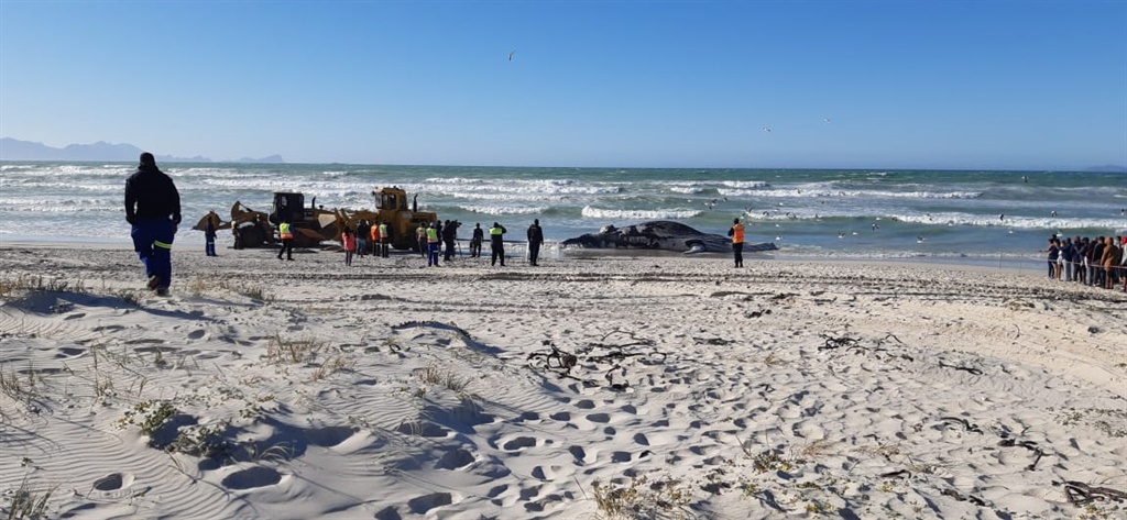 humpback whale taken from Strandfontein beach, C