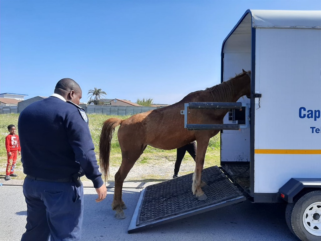 The mare being loaded onto an SPCA vehicle for transportation to safety. 