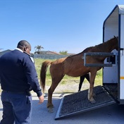 PICS | Cape Town SPCA rescues mare that collapsed and gave birth on roadside while being made to work
