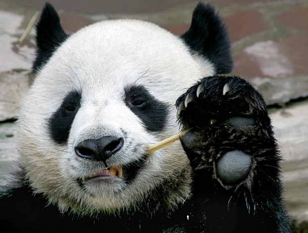 giant-panda-gives-birth-to-twin-cubs-at-tokyo-s-ueno-zoo-news24