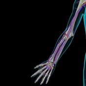 Many people have an extra artery in their arms – but it's just our continuing evolution