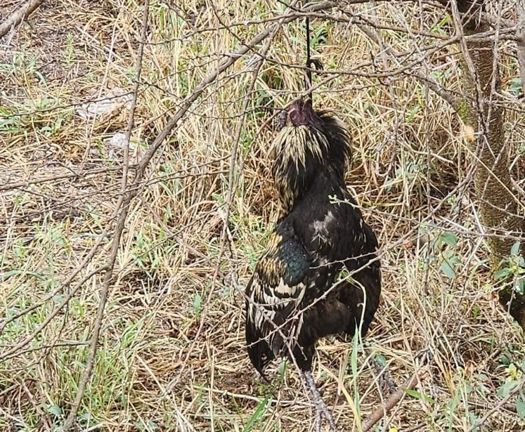 The chicken that was found hanged in the bushes. Photo from Twitter