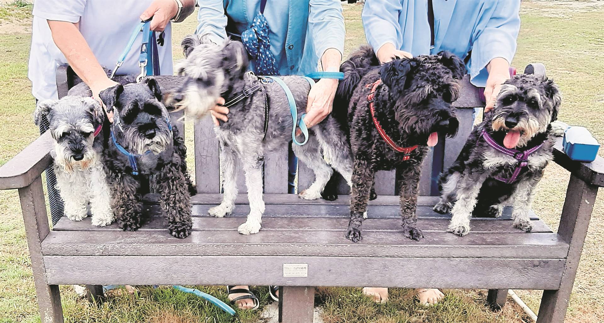 The Schnauzers club meets for walks monthly on Saturday mornings.                                                                          