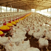 'Dying like flies.' SA's worst bird flu outbreak could mean chicken shortages, warns Astral