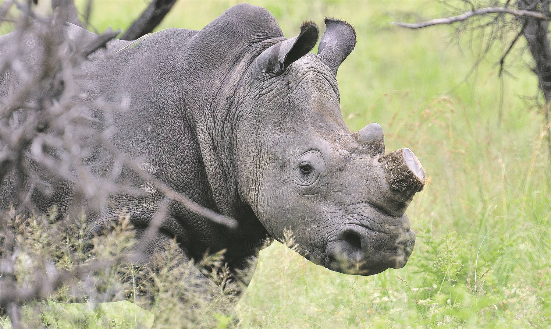 A rhino stands after its horn has been removed at Nambiti Private Game ReservePHOTO: Jonathan Burton