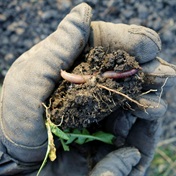 Earthworms contribute to nearly 7% of the world's annual grain yield - study
