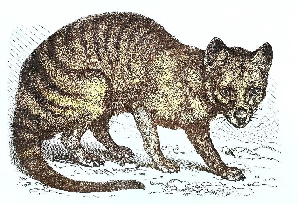 In A First, Scientists Recover Ribonucleic Acid From Extinct Animal Tasmanian  Tiger, tasmanian tiger 