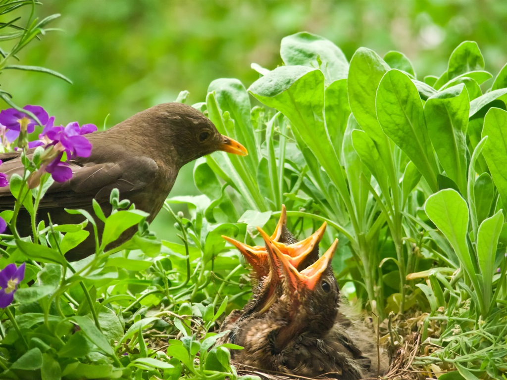 A mother blackbird and her 10-day-old babies