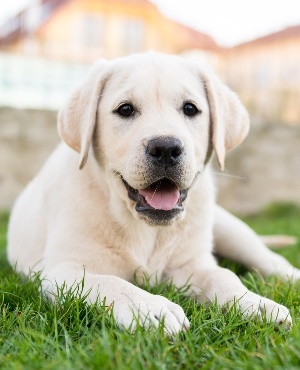 Labrador. (Photo: Getty/Gallo Images) 