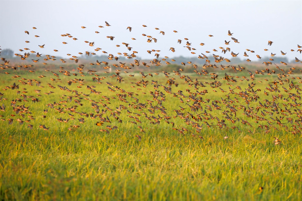 La Tanzania uccide 5 milioni di uccelli per salvare le risaie