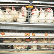 Experts say SA lacks capacity to produce its own Avian flu vaccine