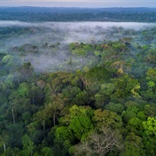 Tree-hugging AI to the rescue of Brazilian Amazon