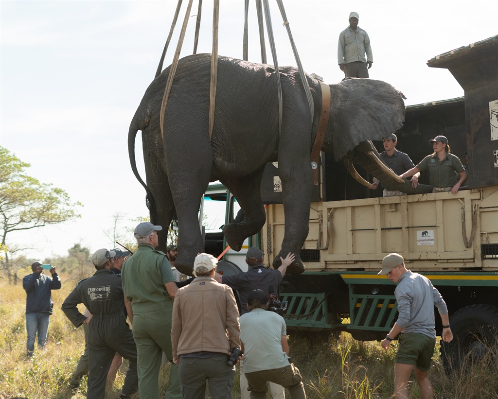 Wild elephants return to KZN reserve after 150 years, marking a conservation milestone.
