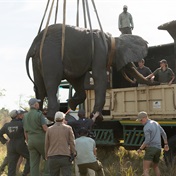 WATCH | A win for conservation as elephants return to KZN reserve after 150 years