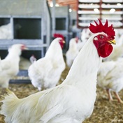 SA's biggest chicken producer to suffer first-ever loss