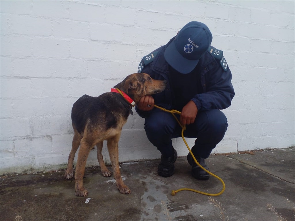 The Cape of Good Hope SPCA and Animal Welfare Society of Stellenbosch opened an animal cruelty case against a family for hanging two of their dogs.