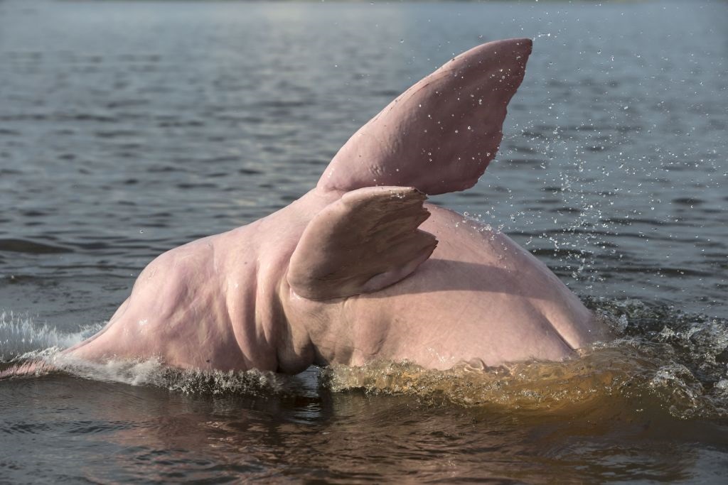 The Amazon river dolphins, many of a striking pink colour, are one of a handful of freshwater dolphin species left in the world.