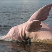 At least 120 Amazon river dolphins died. Experts say it could be linked to severe drought, heat