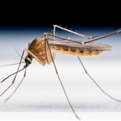 WHO recommends a second malaria vaccine for children, plugging supply gap