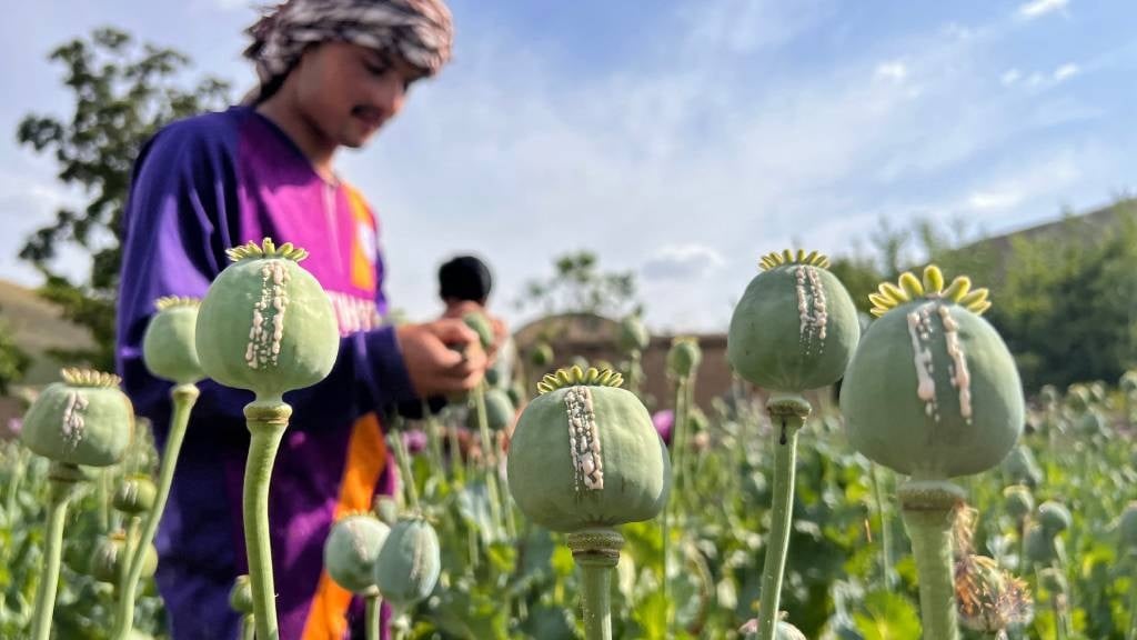 An Afghan farmer harvests opium sap from a poppy field in Fayzabad district of Badakhshan province. 