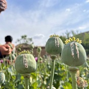The poppy crumbles: Afghanistan opium supply plummets 95% after Taliban ban, says UN
